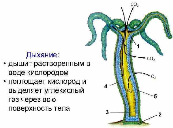 Кракен через тор